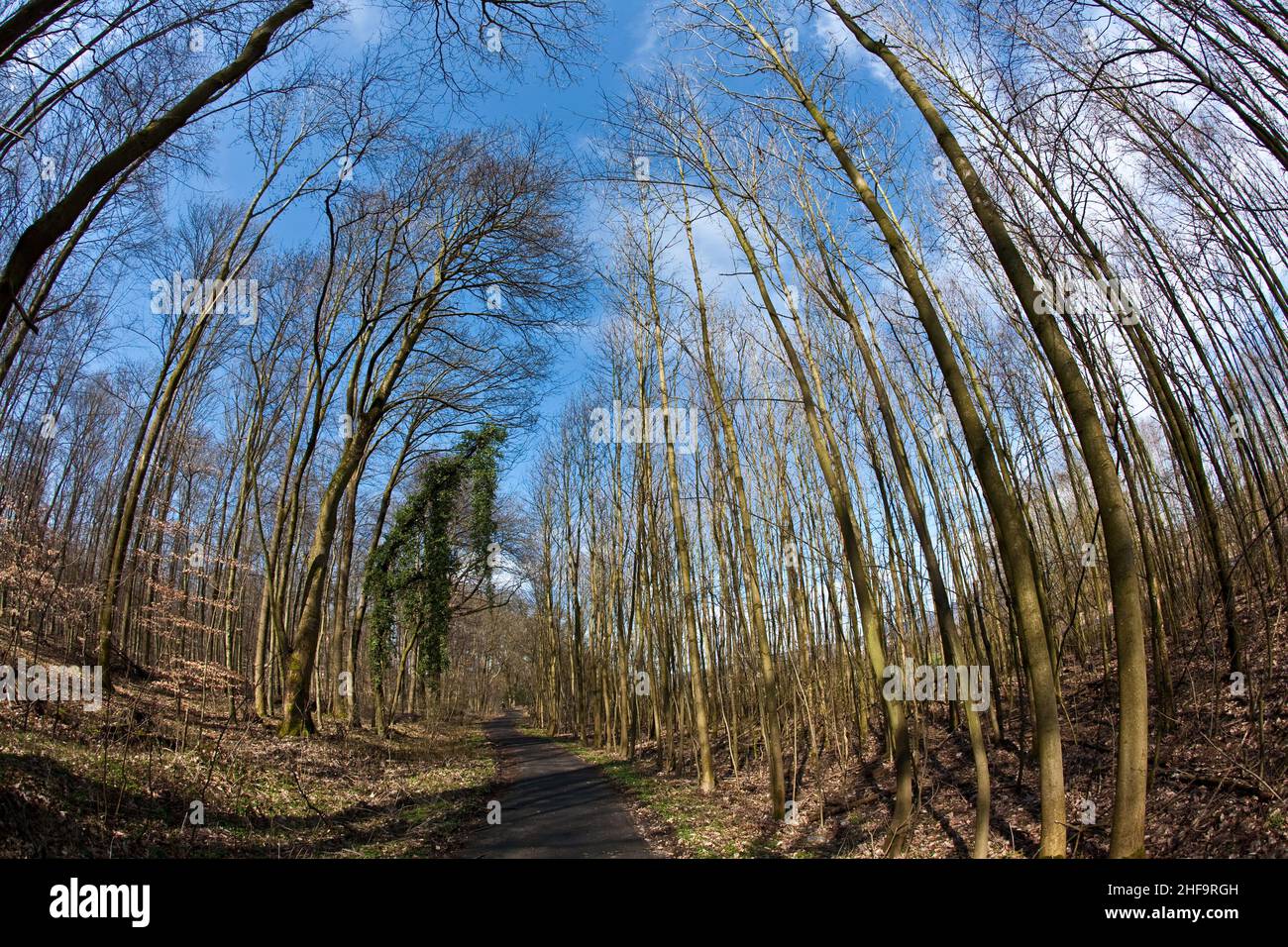 Weg durch Holz und Kronen im Frühling ohne Blätter am tiefblauen Himmel Stockfoto