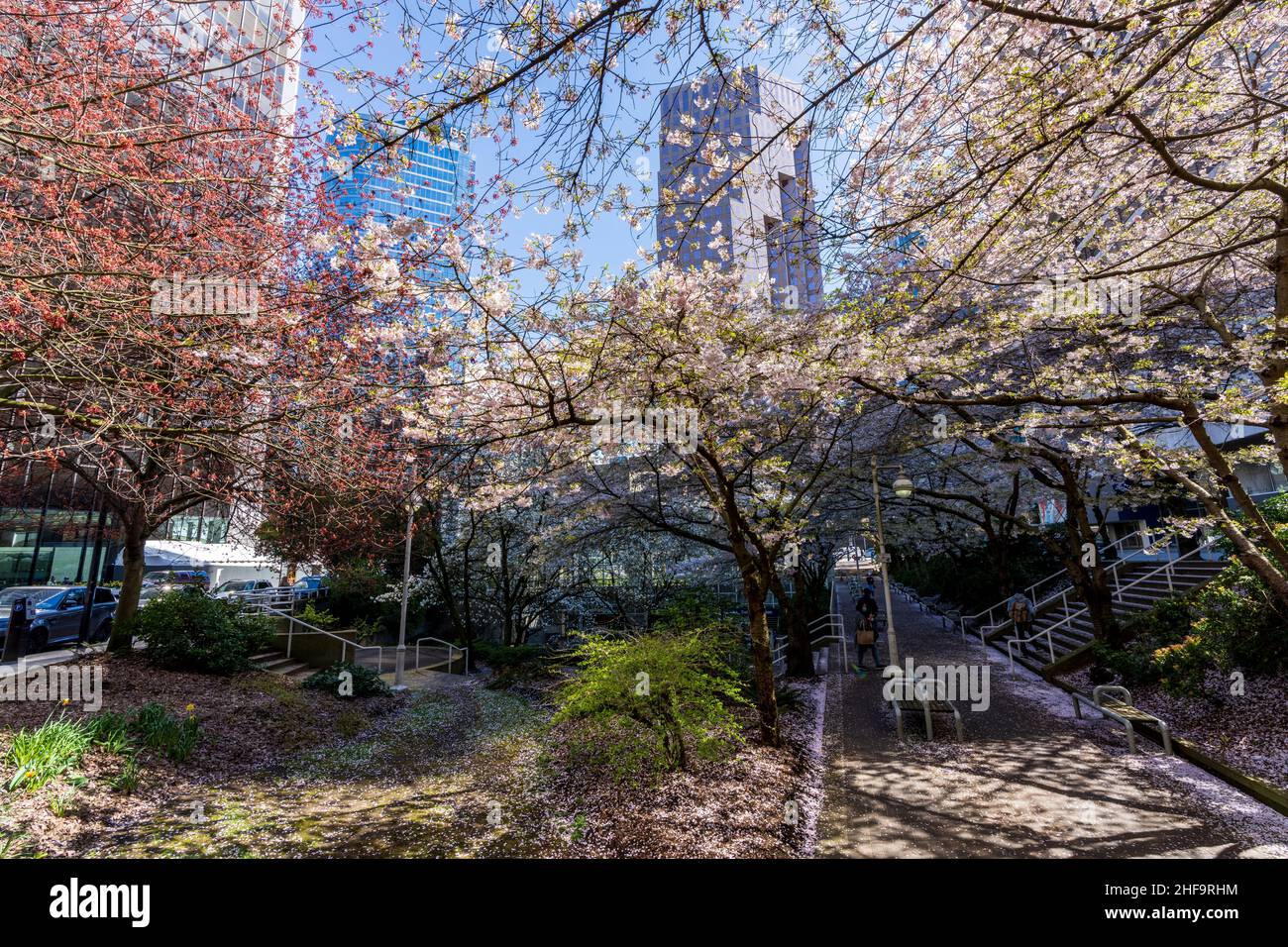 Vancouver, BC, Kanada - 8 2021. April : Kirschblüte in wunderschöner voller Blüte in Burrard Station, Art Phillips Park. Gebäude in der Innenstadt von Vancouver Stockfoto