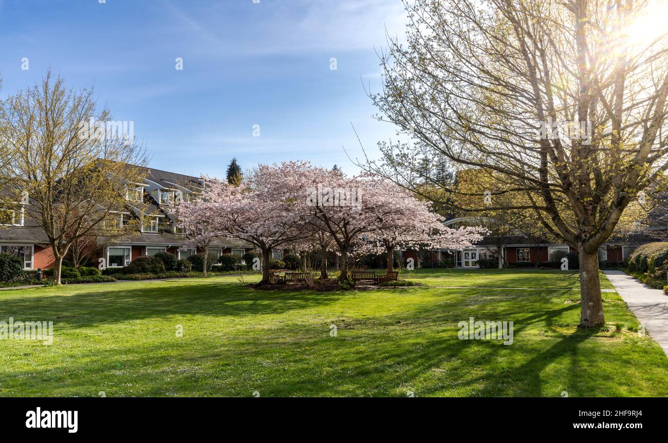 Campus der University of British Columbia (UBC). St. Johns College Kirschblüten in voller Blüte. Vancouver, BC, Kanada. Stockfoto