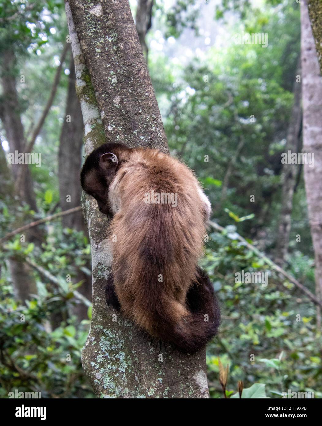 Kapuzineraffen in einem Baum isoliert Stockfoto