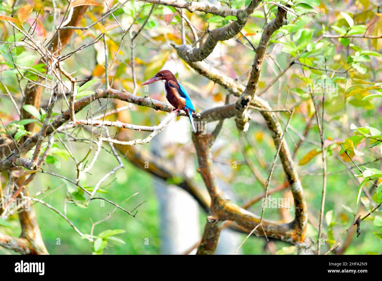 Der Weißkehlenfischer - Halcyon smyrnensis Stockfoto