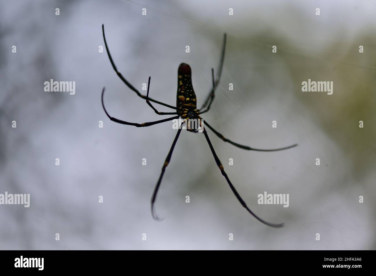 Riesiger Goldener Orbis-Weber - Nephila pilipes Stockfoto