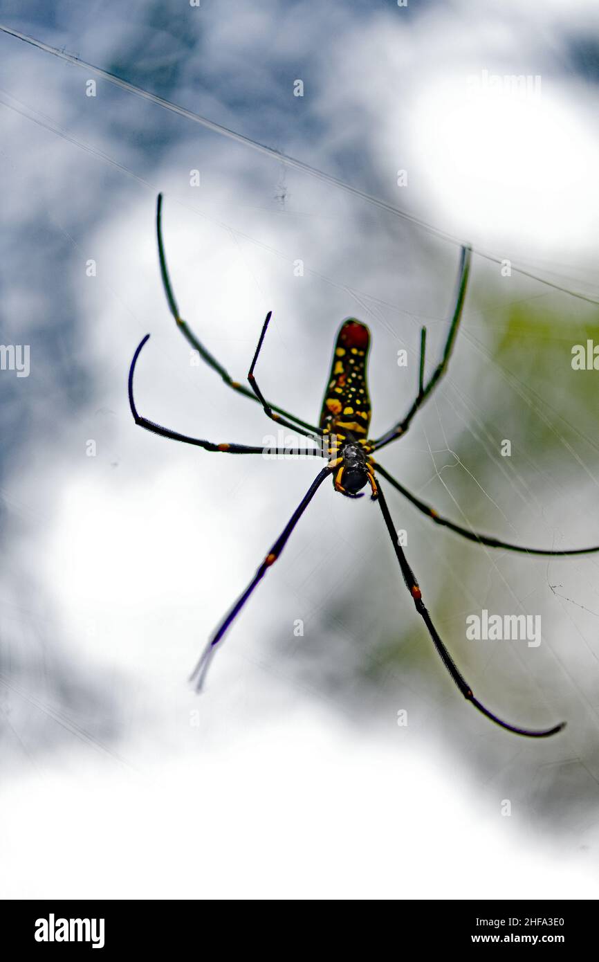 Riesiger Goldener Orbis-Weber - Nephila pilipes Stockfoto