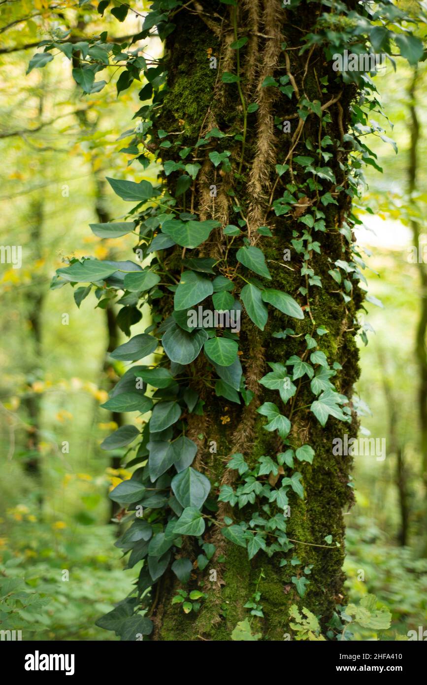 Der Baumstamm ist mit Pflanzen verflochten. Grüne Blätter um den Baum herum. Ivy im Wald. Stockfoto