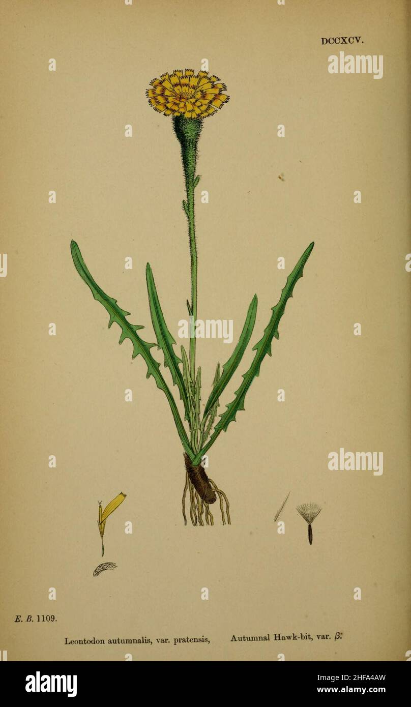 Scorzoneroides autumnalis ssp borealis. Stockfoto
