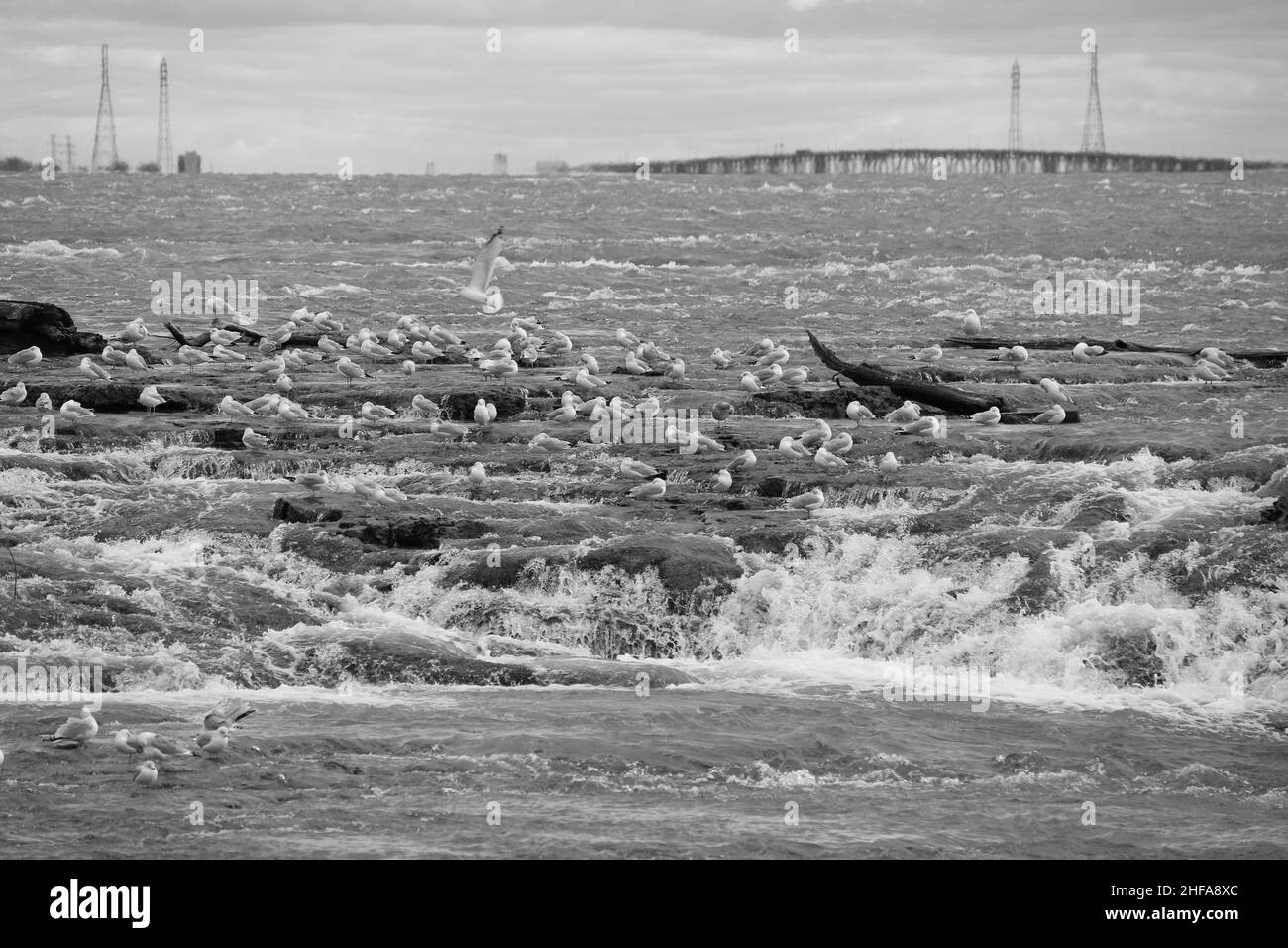 Möwen brüllen auf den Felsen stromaufwärts von den Wasserfällen in der Nähe der Insel der drei Schwestern Stockfoto