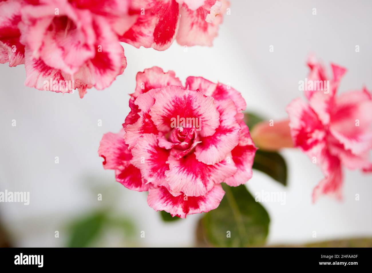 Nahaufnahme einer rosa Mock Azalea Blume, die in einem Garten blüht Stockfoto