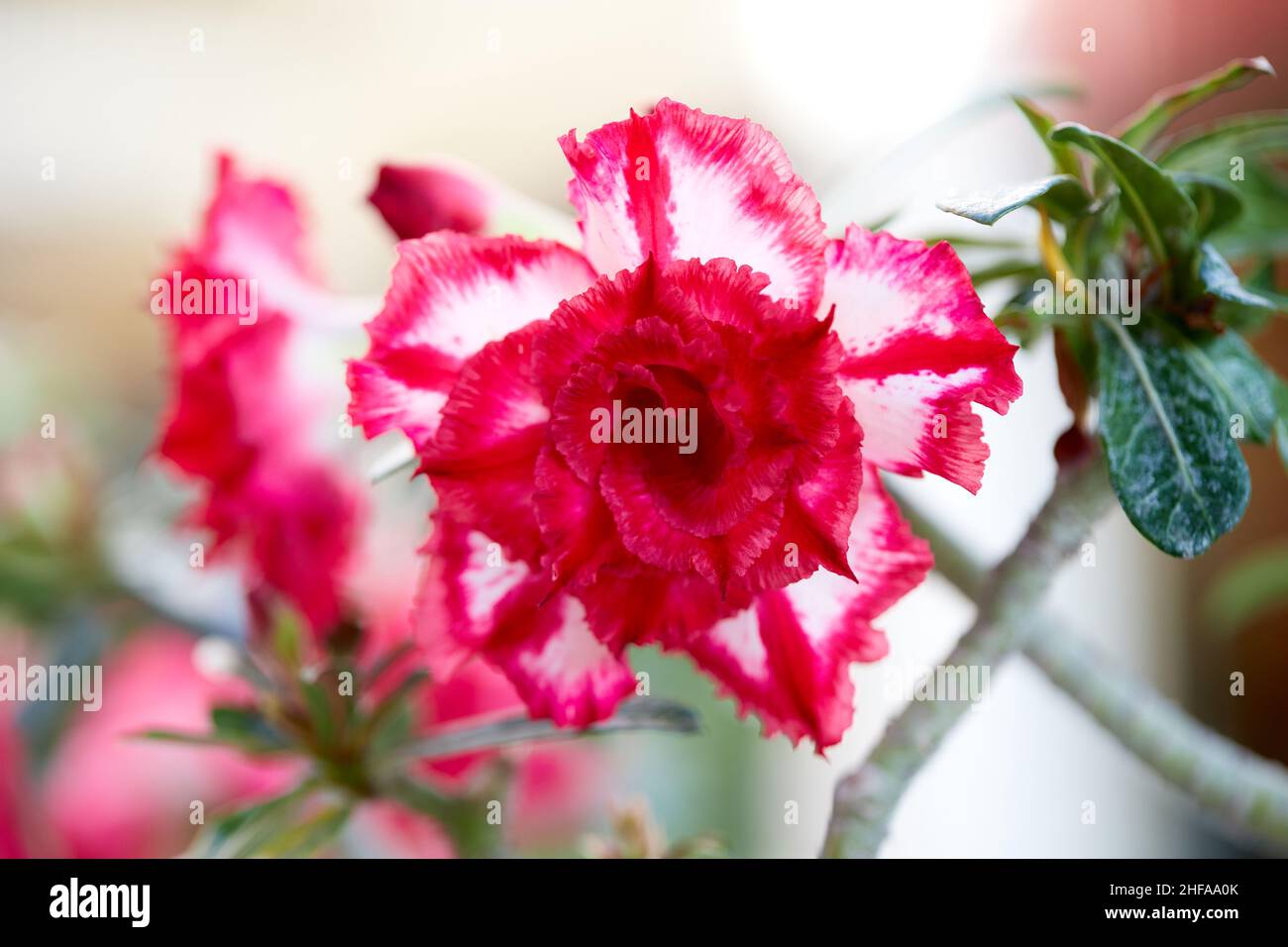 Nahaufnahme einer rosa Mock Azalea Blume, die in einem Garten blüht Stockfoto