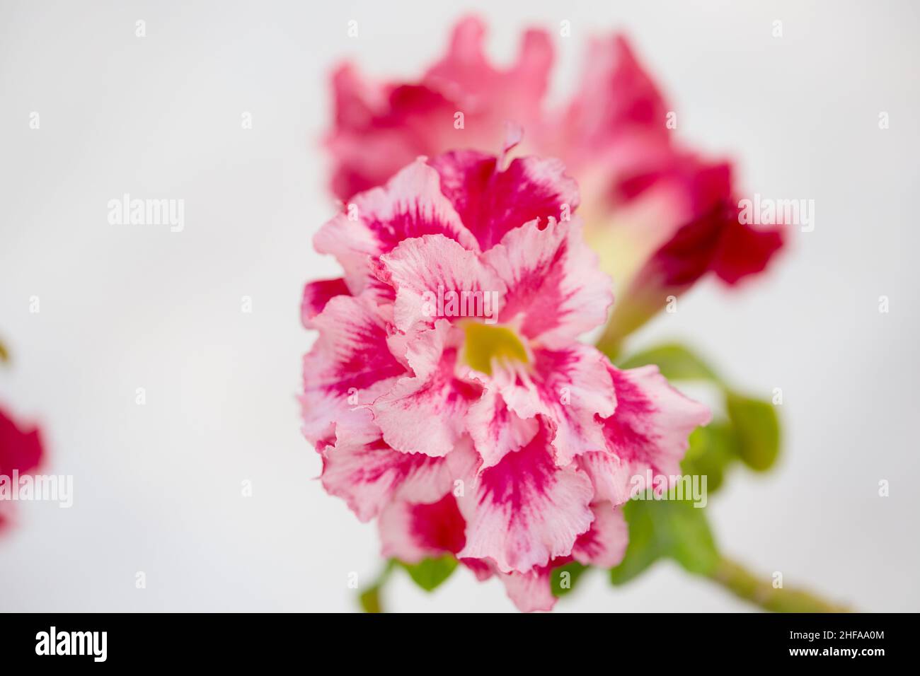 Nahaufnahme einer rosa Mock Azalea Blume, die in einem Garten blüht Stockfoto