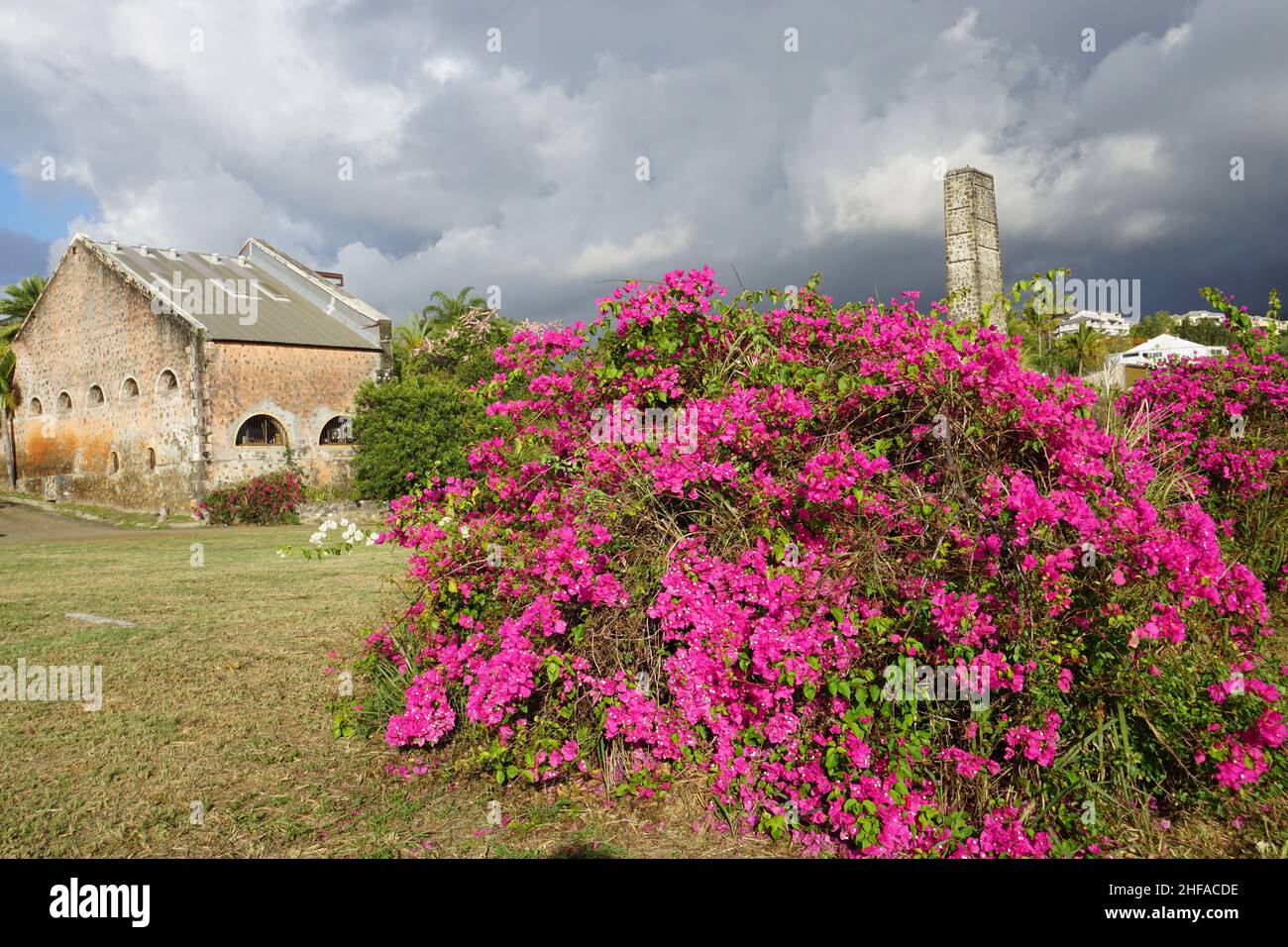 Rosafarbener Bougainvillea-Busch an einer alten Zuckerrohrfabrik mit stürmischem Himmel auf der tropischen Insel La Réunion, Frankreich Stockfoto