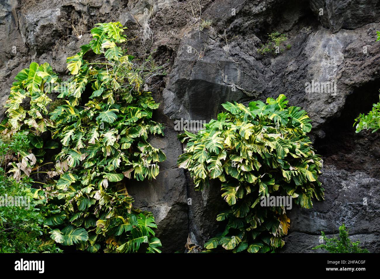 Auf der tropischen Insel La Réunion, Frankreich, Pflanzen große Blätter an der felsigen, schieren Felswand Stockfoto