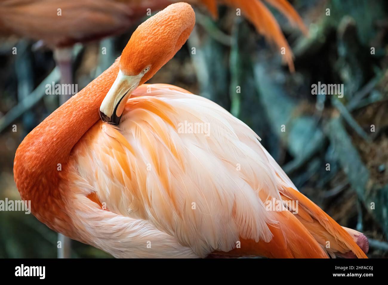 Wunderschöner karibischer Flamingo (Phoenicopterus ruber ruber) im Jacksonville Zoo und den Gärten in Jacksonville, Florida. (USA) Stockfoto