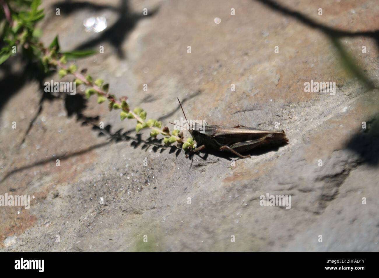 Grasshopper, der eine Pflanze frisst Stockfoto