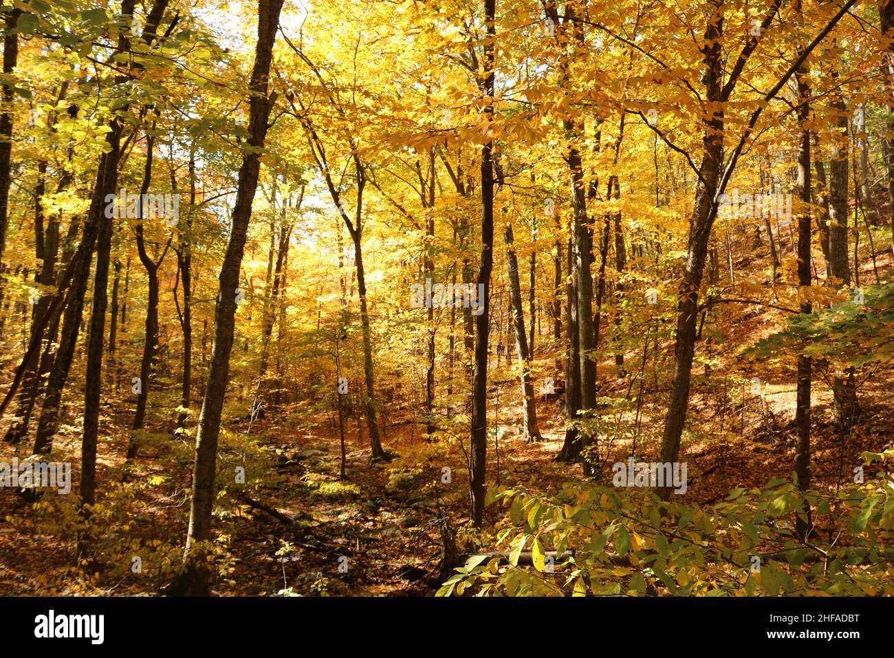Golden Forest inspiriert von Ghost of Tsushima Stockfoto