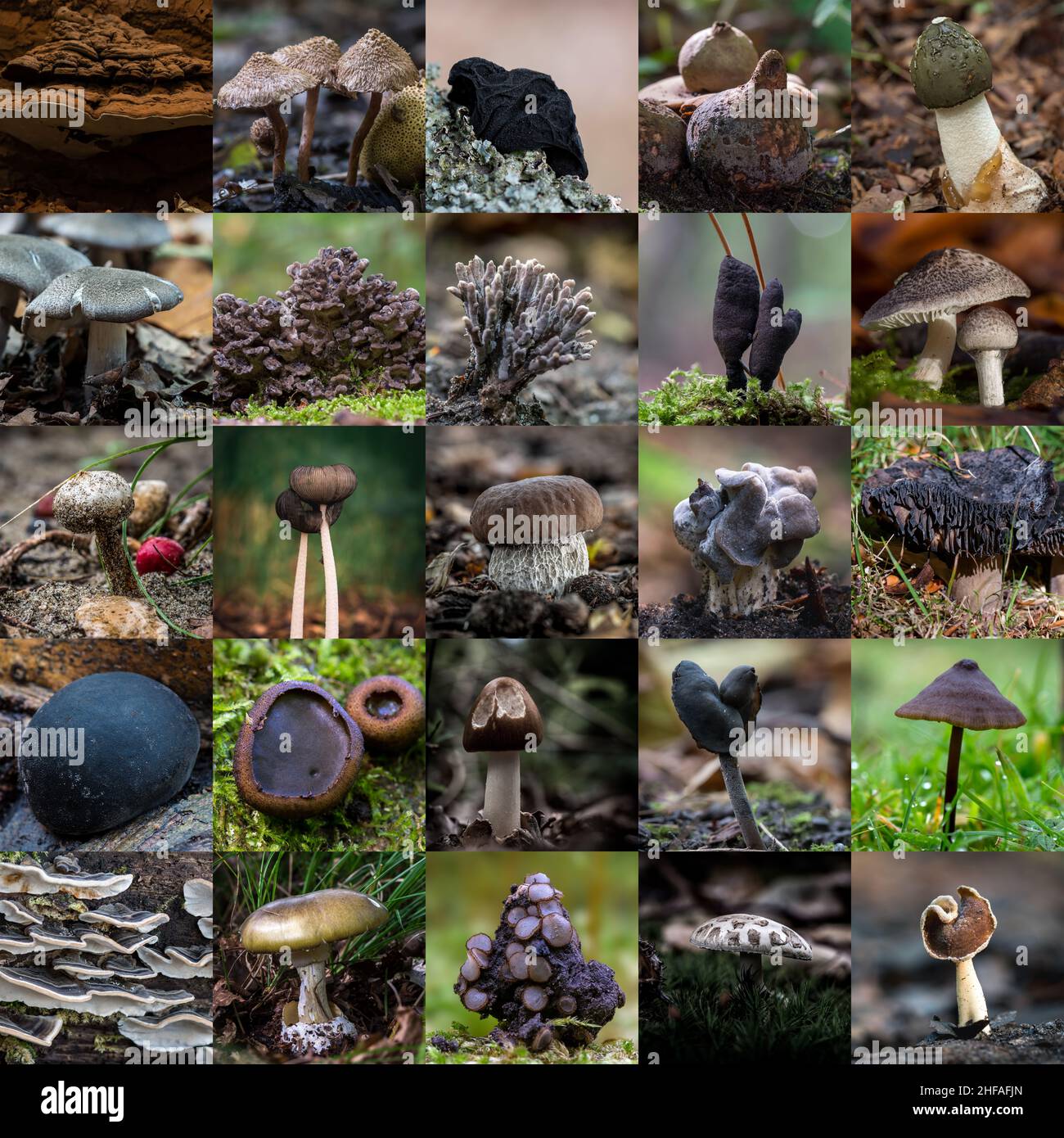 Collage von wilden Pilzen im Wald - schwarze Collor Pilze Stockfoto