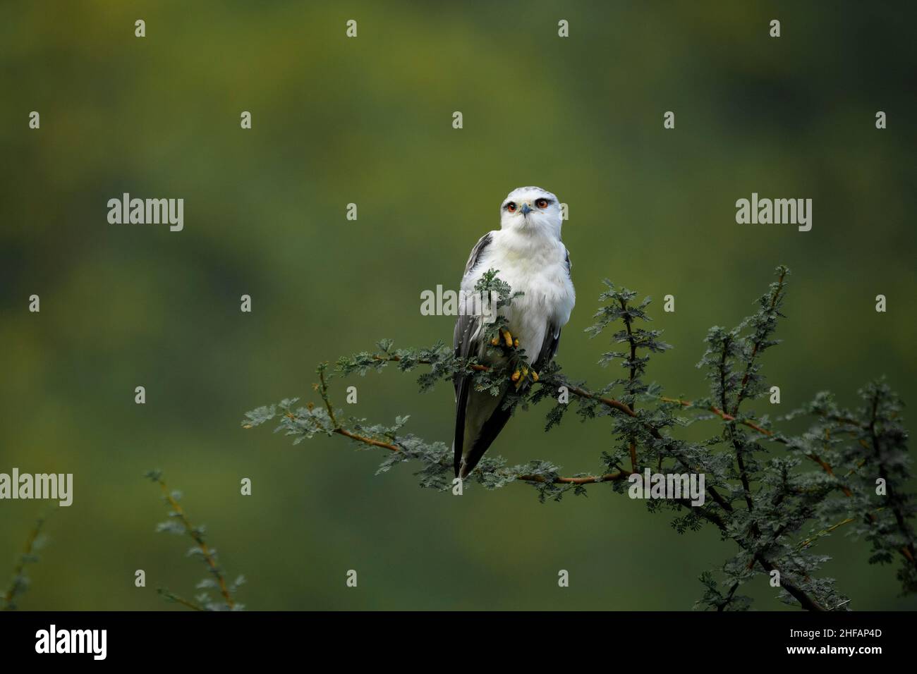 Porträt eines untererwachsenen, schwarz-schulterten Drachen im Leopardenschutzgebiet von Jhalana, Jaipur, Indien Stockfoto