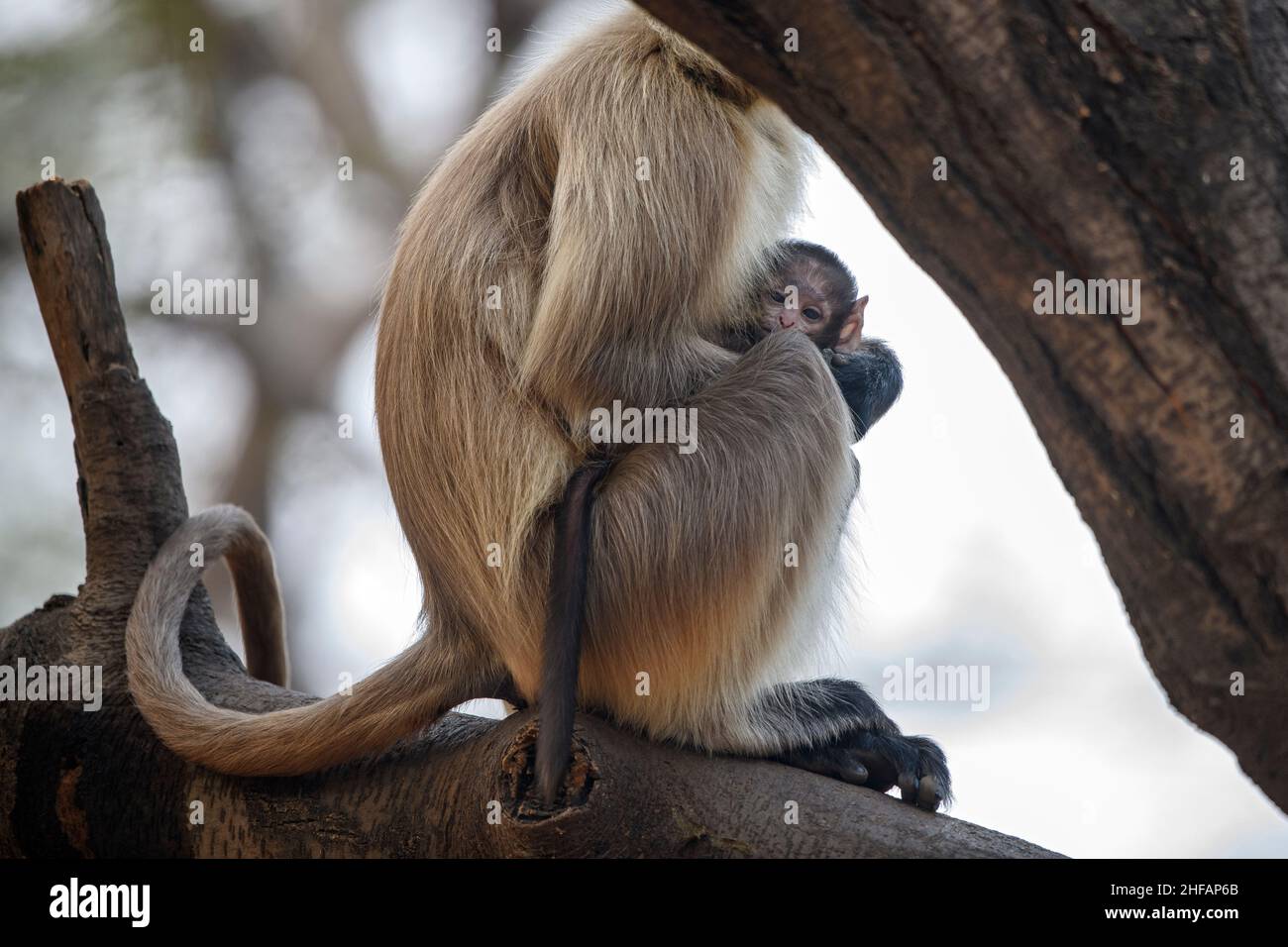 Graues Langur-Baby, das aus dem Schoß der Mutter auf einem Baum in Jhalana Leopard Reserve, Jaipur, Rajasthan, Indien schaut Stockfoto
