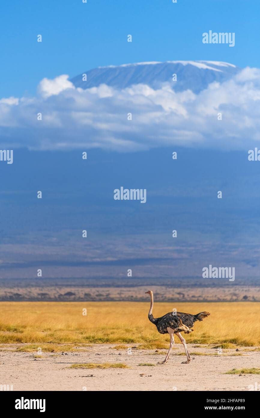 Straußenspaziergängen vor der Kulisse des Kilimanjaro im Amboseli National Park, Kenia Stockfoto