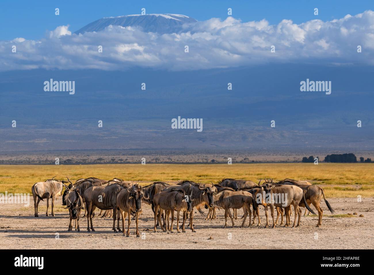 Wilde Herde vor der Kulisse des Kilimanjaro im Amboseli National Park, Kenia Stockfoto
