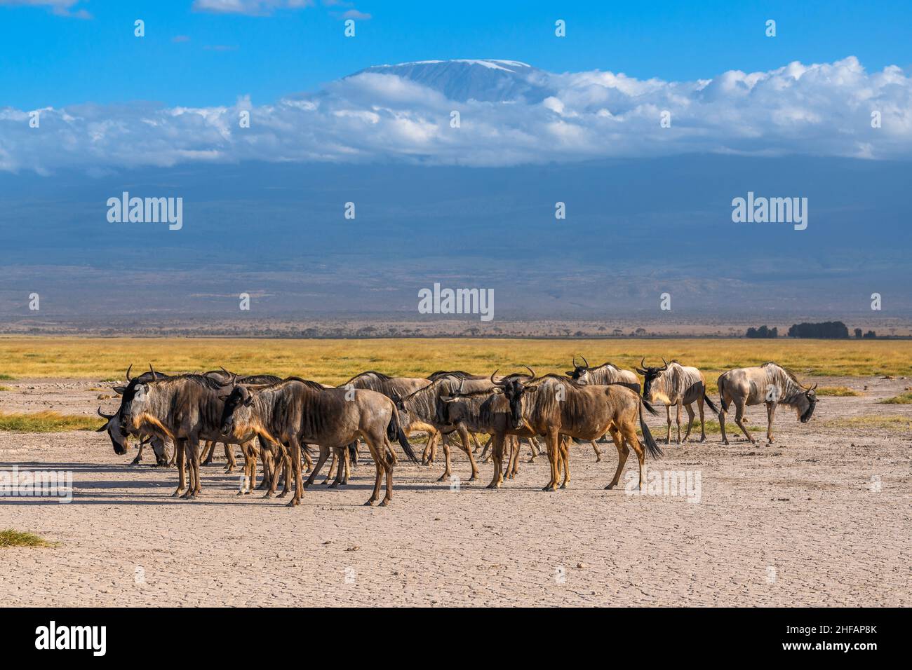 Wilde Herde vor der Kulisse des Mt. Kilimanjaro im Amboseli National Park, Kenia Stockfoto