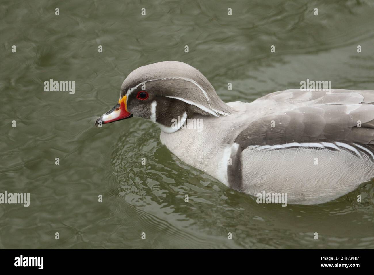 Eine Silver Wood Duck oder Silver Carolina Wood Duck, Aix sponsa, schwimmt auf einem Fluss in Großbritannien. Stockfoto