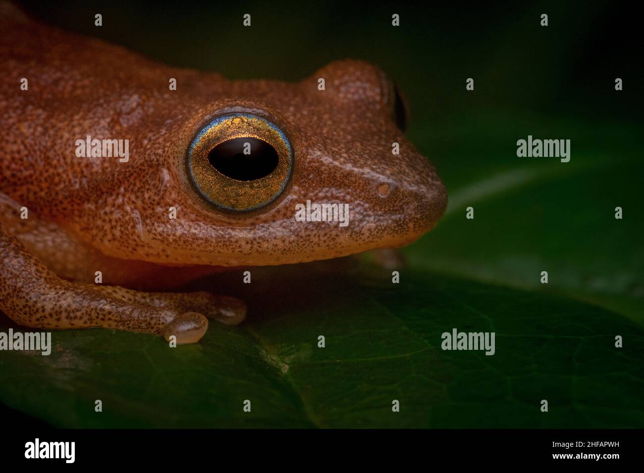 Nahaufnahme eines Coorg-gelben Buschfrosches (raorchestes luteolus) aus Coorg Stockfoto