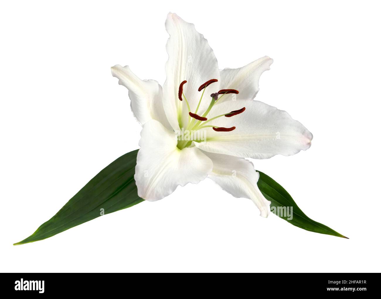 Nahaufnahme einer schönen eleganten Lilie Lilium Candidum mit Grün isoliert auf einem weißen Hintergrund , ideal für grafische Ressourcen oder Karten Stockfoto