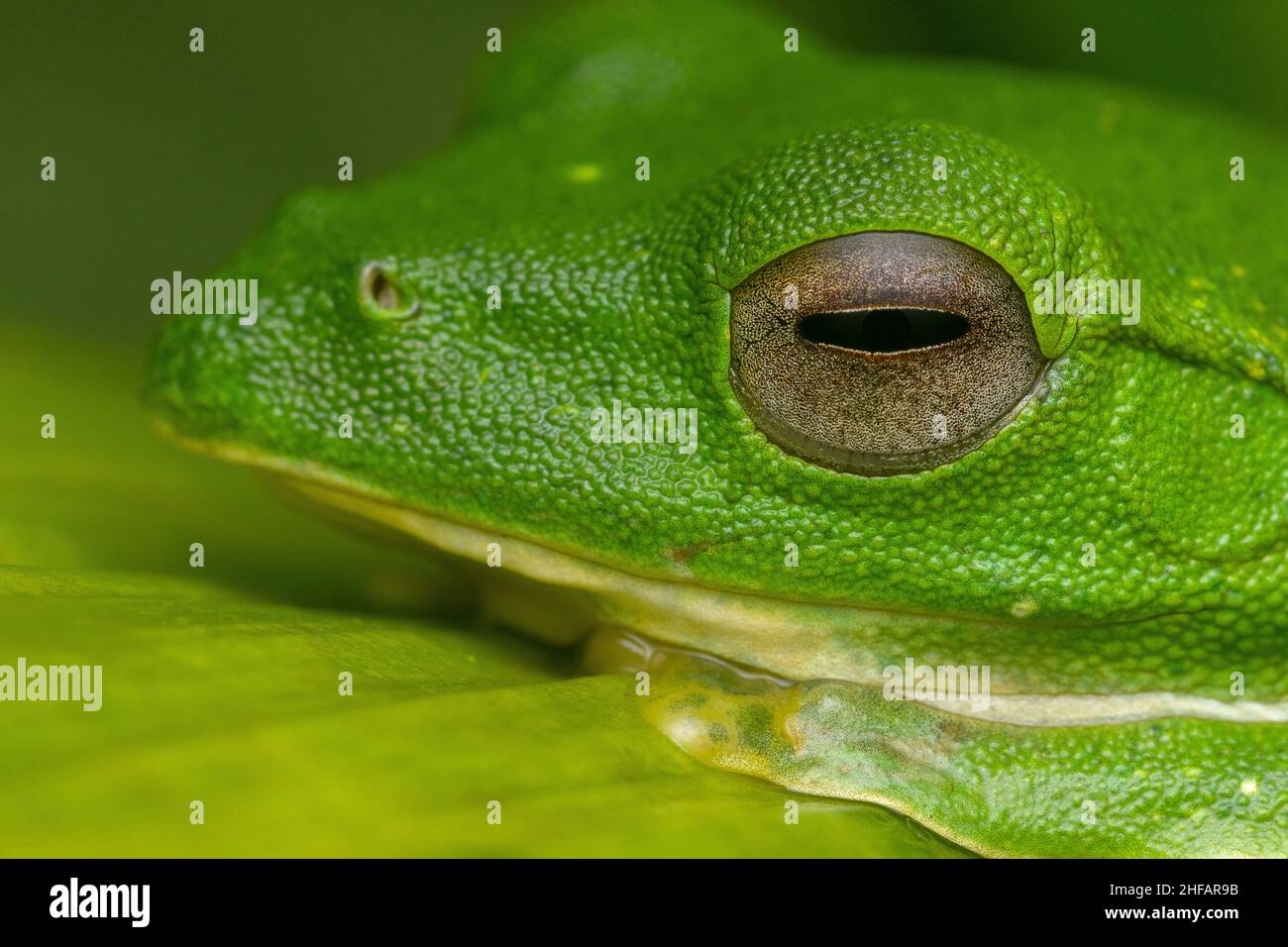 Nahaufnahme des gleitenden Frosches von malabar mit Details auf Gesicht und Auge Stockfoto