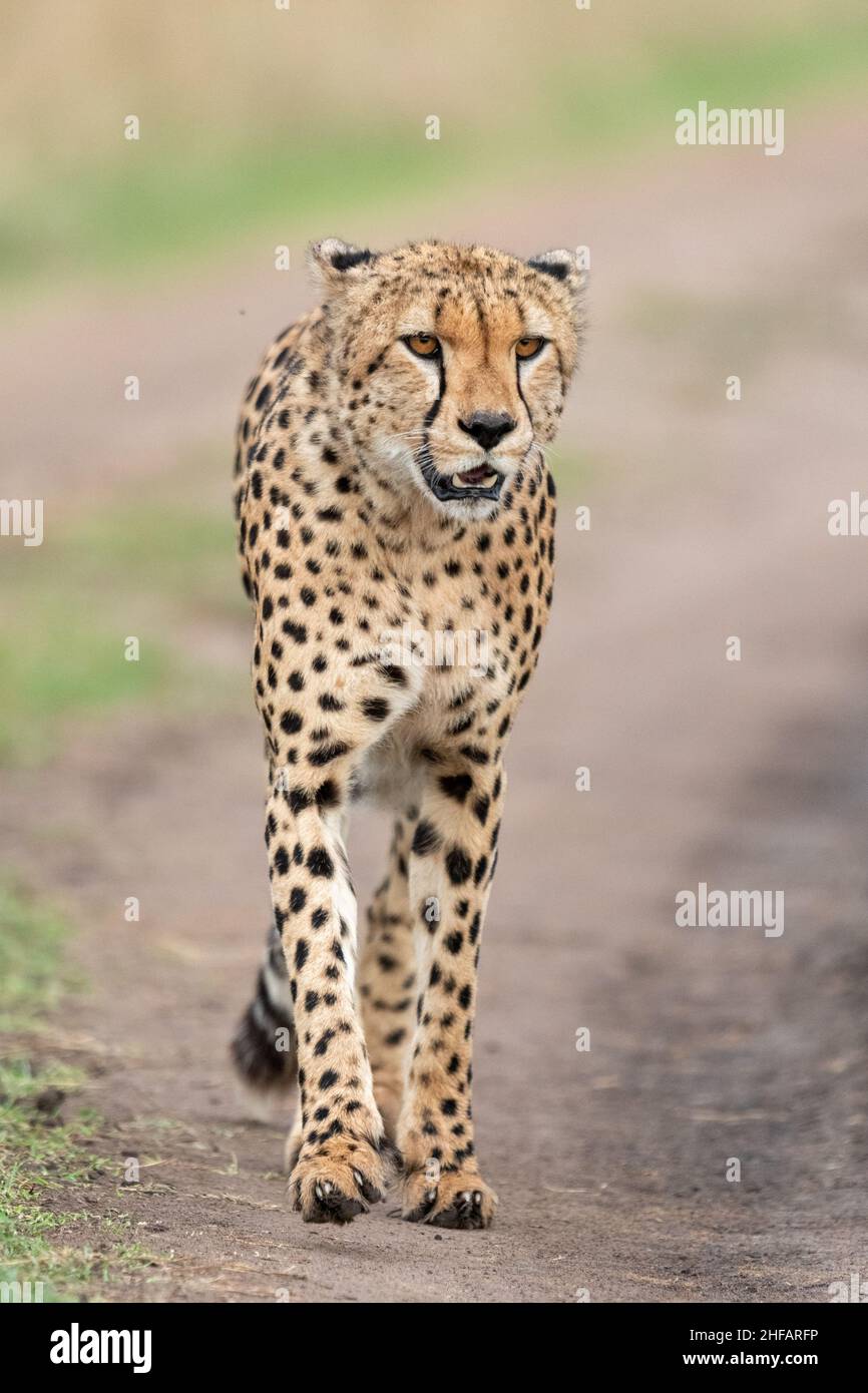 Porträt eines männlichen Geparden, der auf die Kamera zugeht Stockfoto