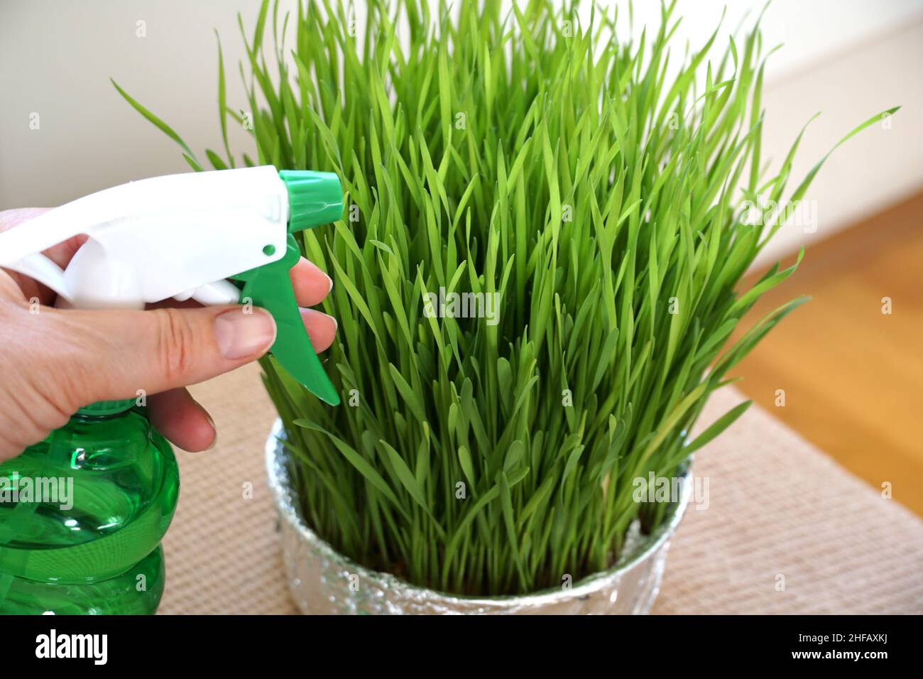 Eine weibliche Hand mit Sprühwasser in der grünen Plastikflasche, die eine grüne Pflanze wie Gras sprüht Stockfoto