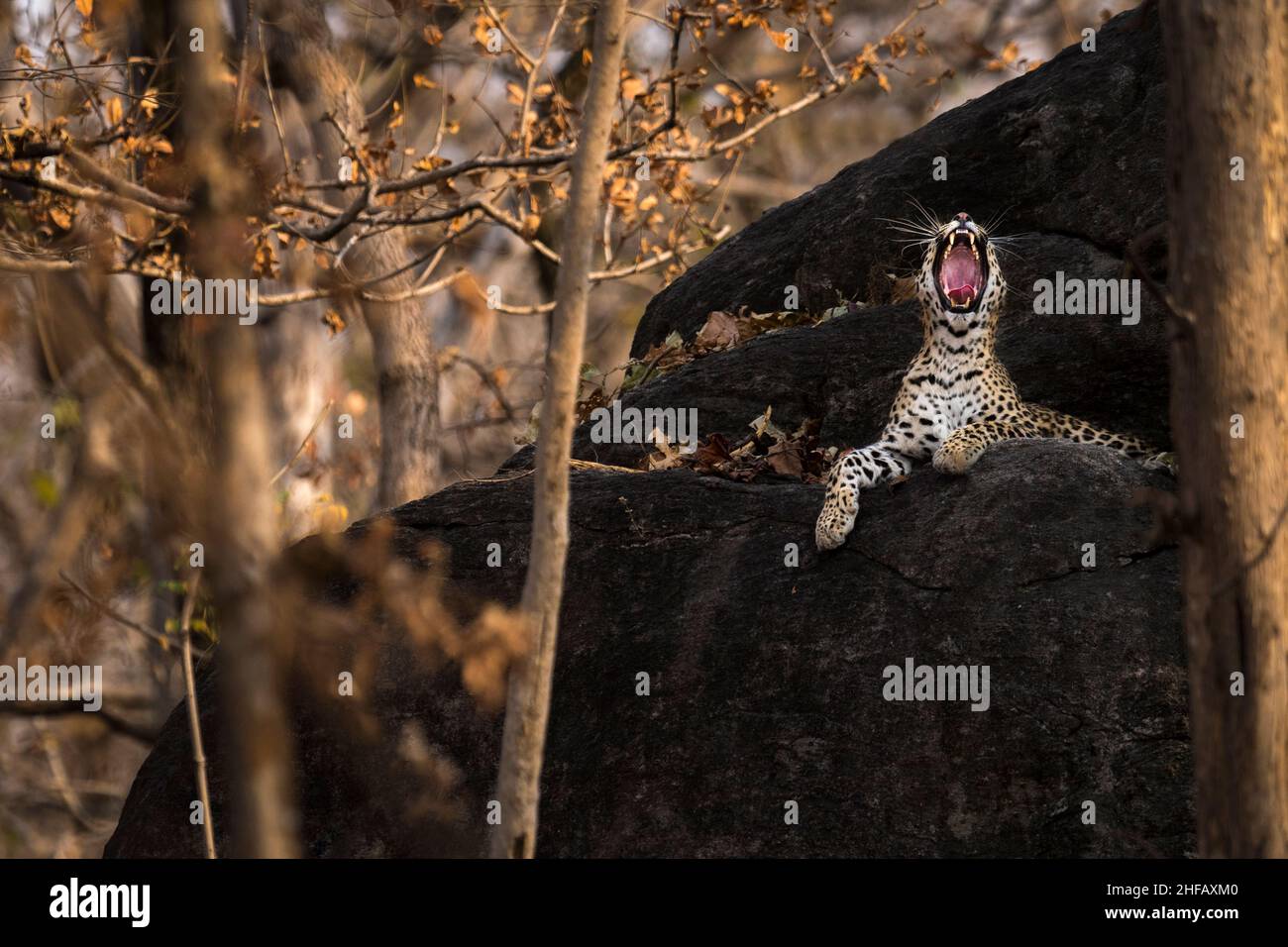 Ein Leopard gähnt, während er an einem Sommernachmittag auf einem Felsen im Pench National Park, Madhya Pradesh, Indien, sitzt Stockfoto