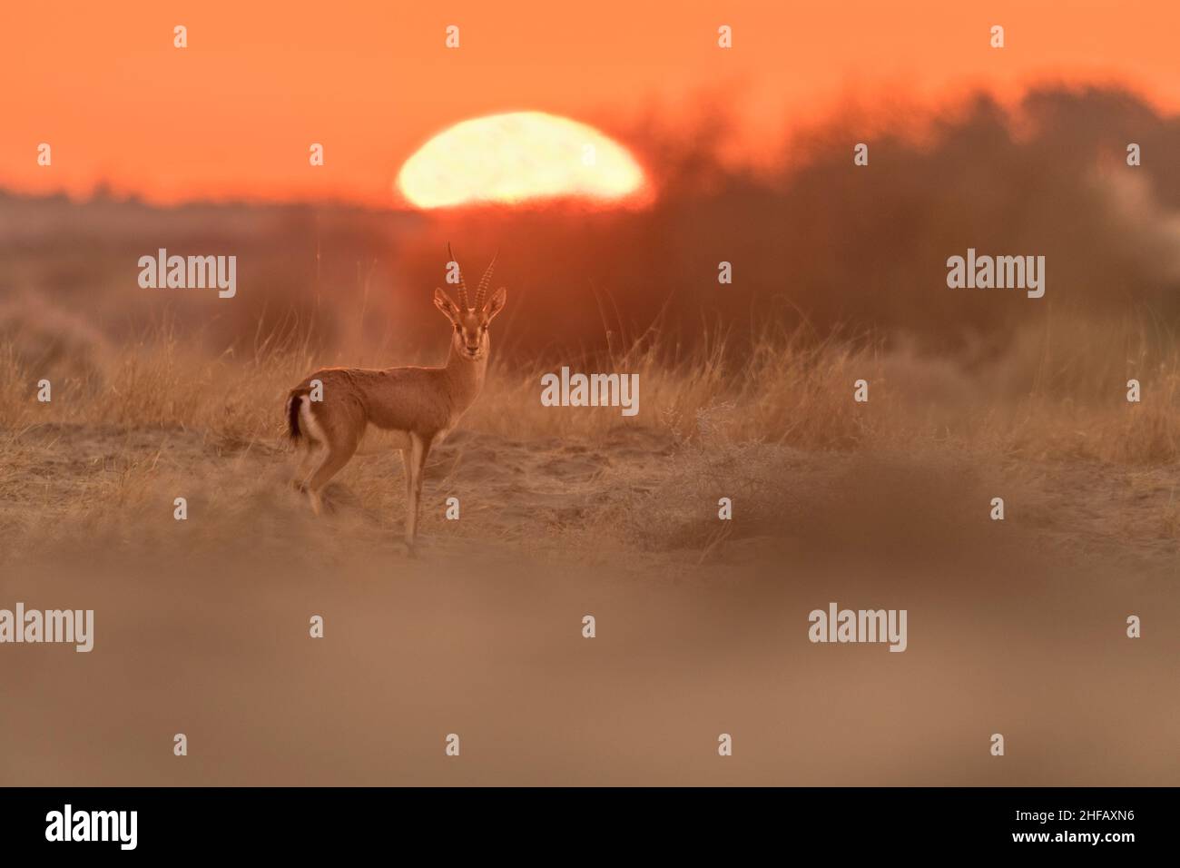 Chinkara oder indische Gazelle bei Sonnenaufgang in der Thar-Wüste Stockfoto