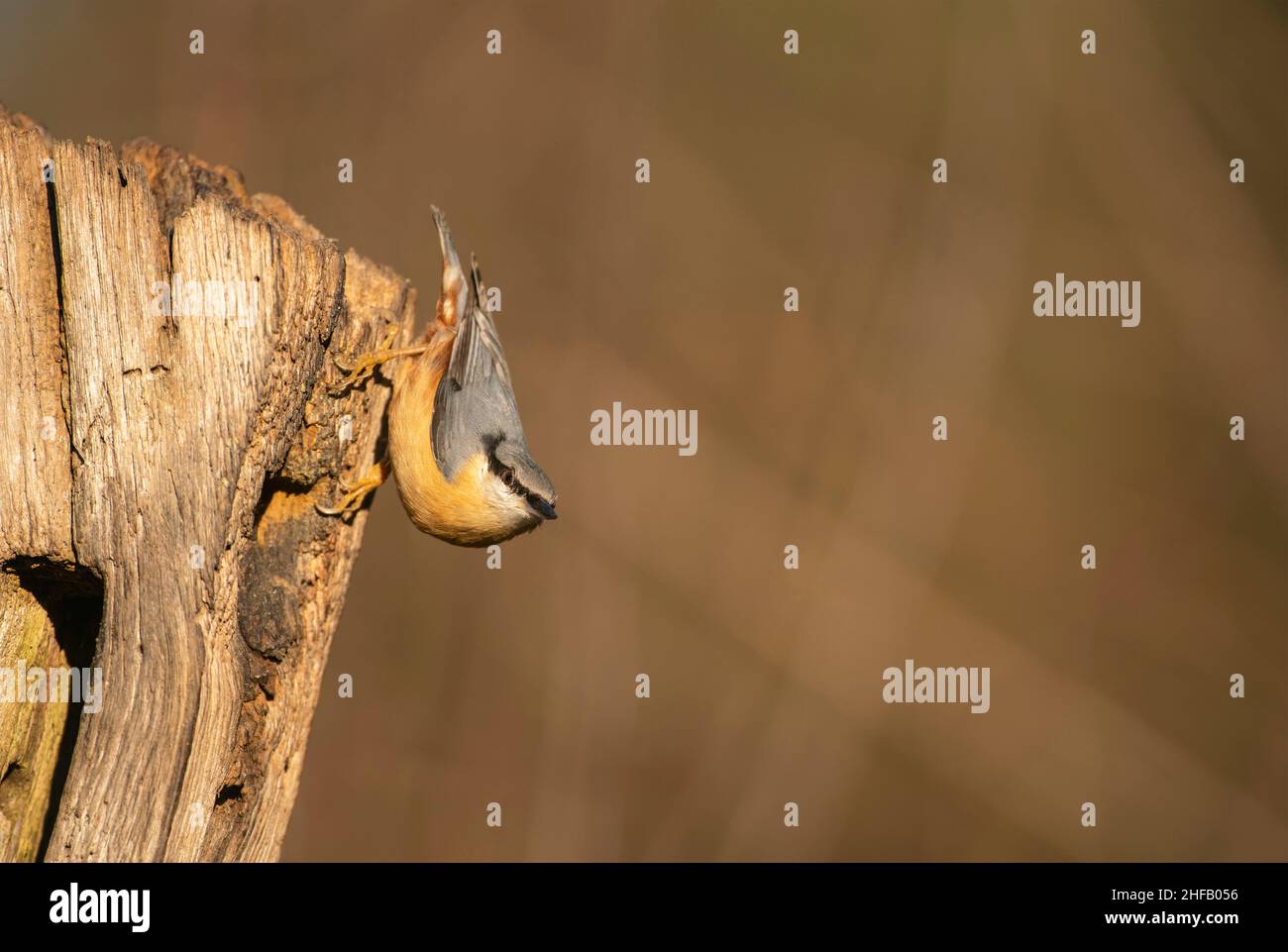 Eurasian Nuthatch, Sitta europaea,sucht nach Nahrung, Spätswinter in einem Sussex-Wald Stockfoto