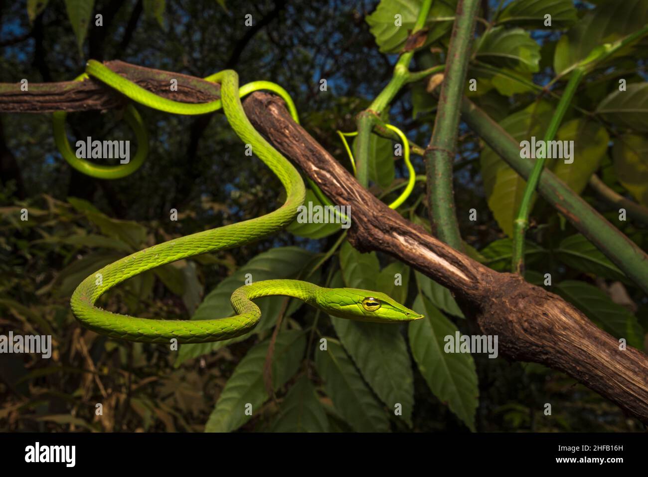 Ein Weitwinkelporträt einer gewöhnlichen Weinschlange in einem typischen Lebensraum Stockfoto