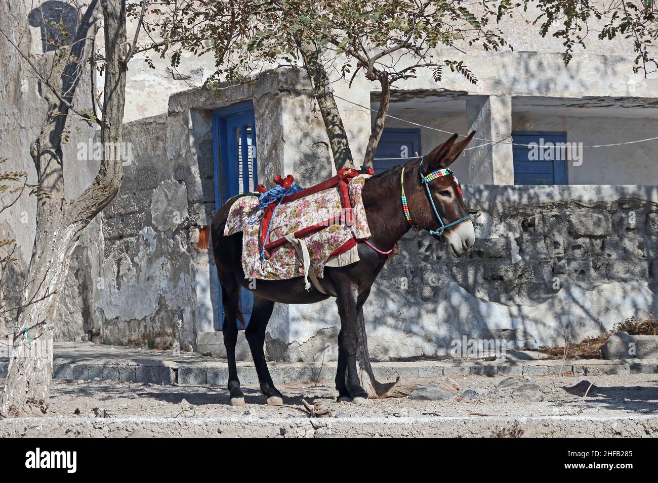 Arbeitender Esel ruht im Schatten eines Baumes, Pirgos, Santorini Stockfoto