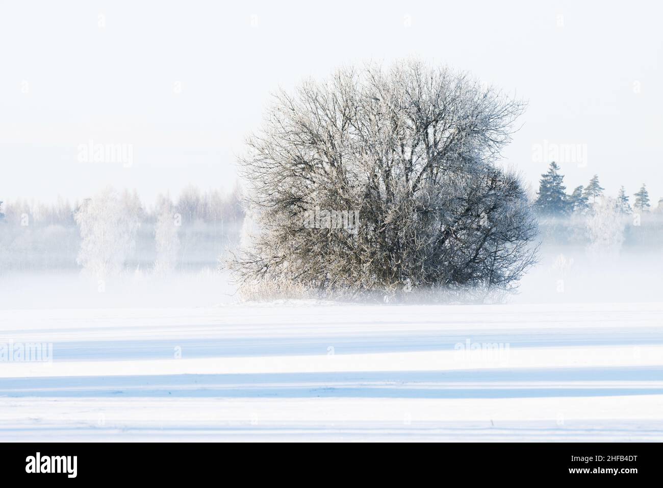 Traumhafte Winterlandschaft mit einem einsamen, großen Busch an einem kalten Morgen in Estland, Nordeuropa. Stockfoto