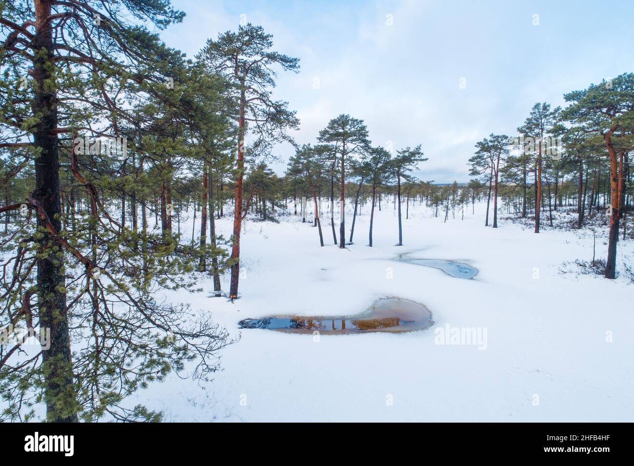 Schottische Kiefern in einer schneebedeckten Moorlandschaft im Soomaa-Nationalpark, Estland. Stockfoto