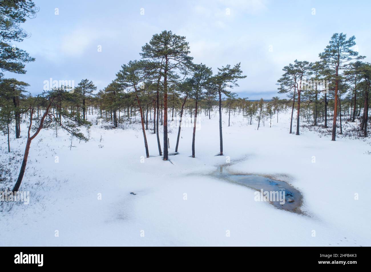 Schottische Kiefern in einer schneebedeckten Moorlandschaft im Soomaa-Nationalpark, Estland. Stockfoto