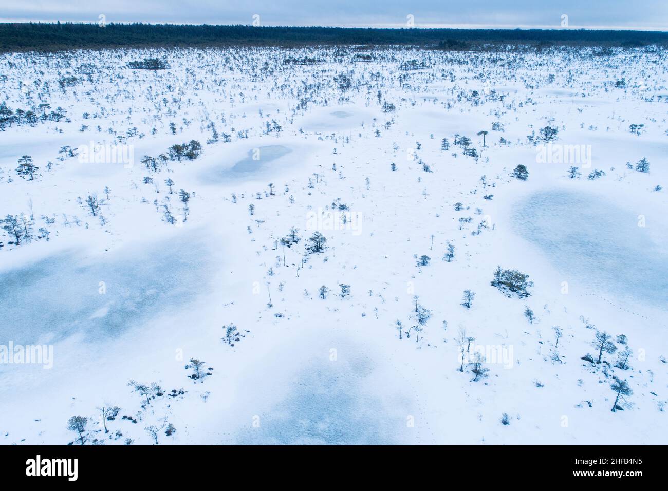 Winterliches Moor mit gefrorenen Moorseen und kleinen Kiefern an einem kalten Tag im Soomaa-Nationalpark, Estland. Stockfoto