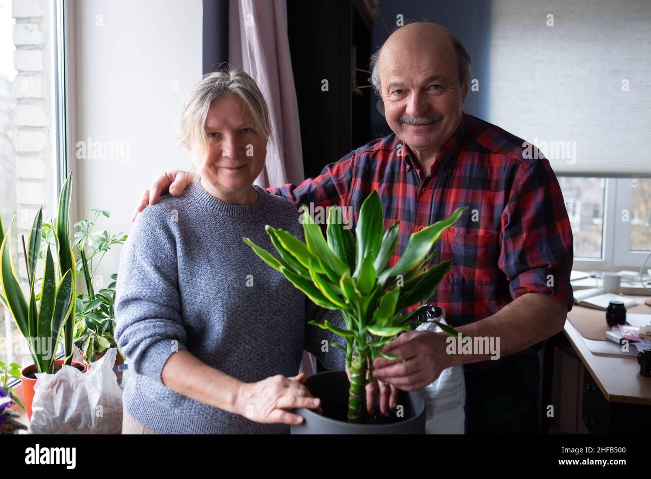 Ältere kaukasische Frau und Mann, die zu Hause Blumen Pflanzen. Stockfoto