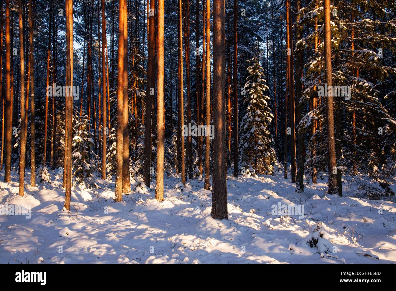 Wirklich schöner und verschneiter Nadelwald an einem Winterabend in Estland. Stockfoto