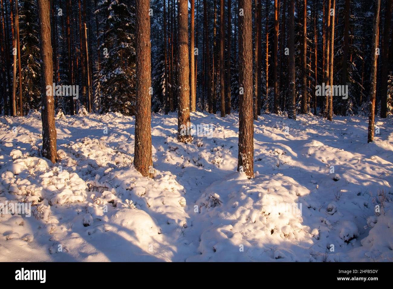 Wirklich schöner und verschneiter Nadelwald an einem Winterabend in Estland. Stockfoto