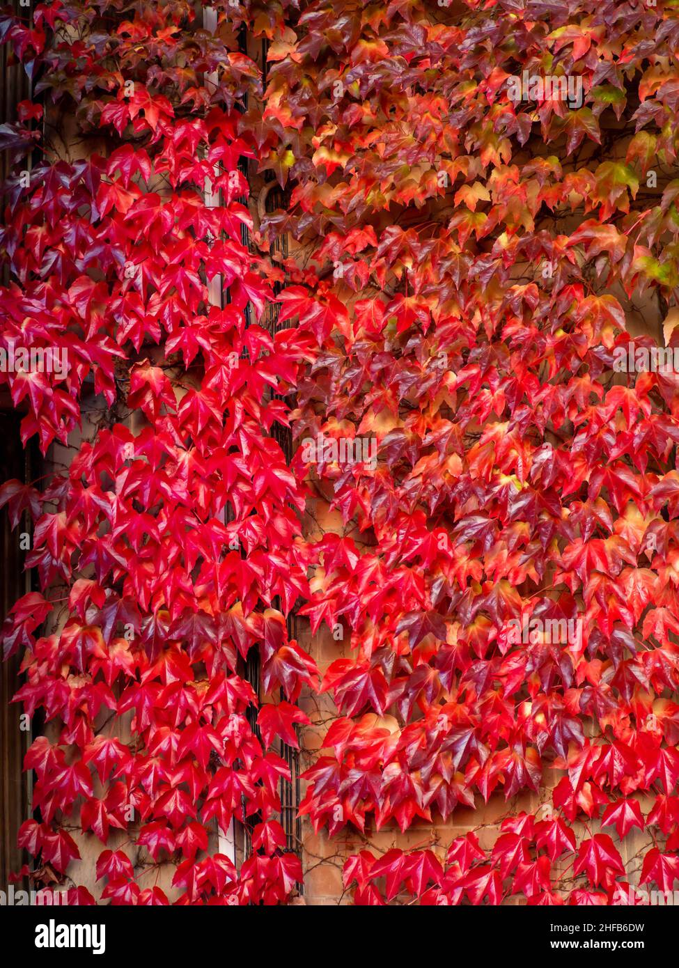 Rote Efeu-Blätter an der Seite der Steinmauer des Welcombe Hotel Stratford-upon-Avon Stockfoto