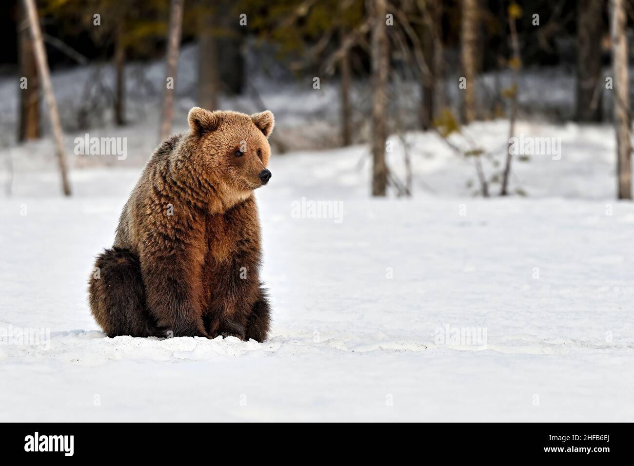 Einsamer Bär sitzt auf dem Schnee und sieht ein Etwas melancholisch Stockfoto