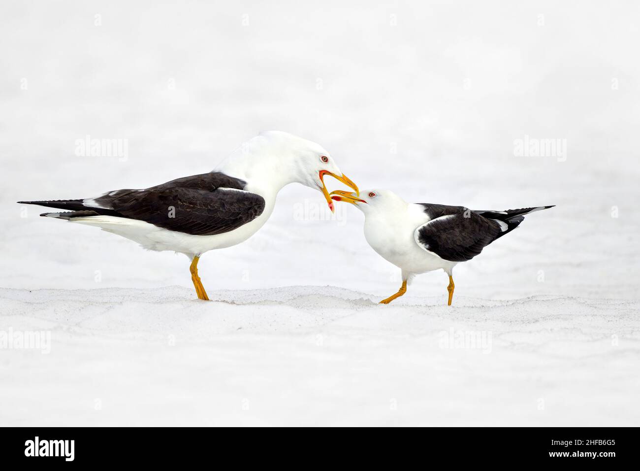 Zwei kleine Möwen mit schwarzen Rücken auf dem Schnee Stockfoto