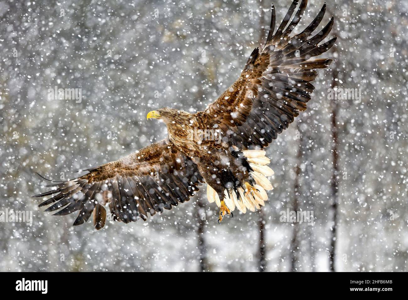 Seeadler bei starkem Schneefall Stockfoto