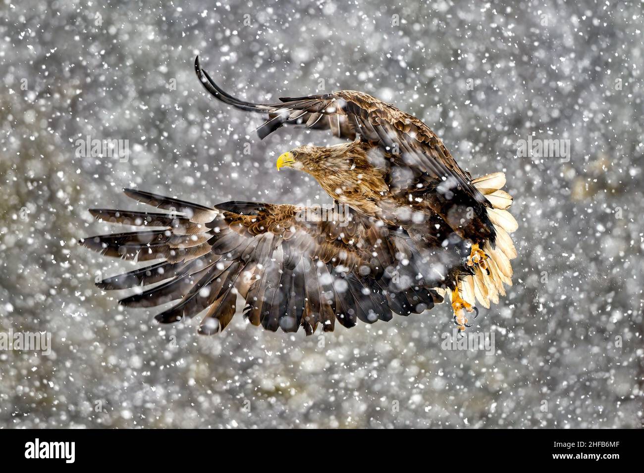 Seeadler bei starkem Schneefall Stockfoto
