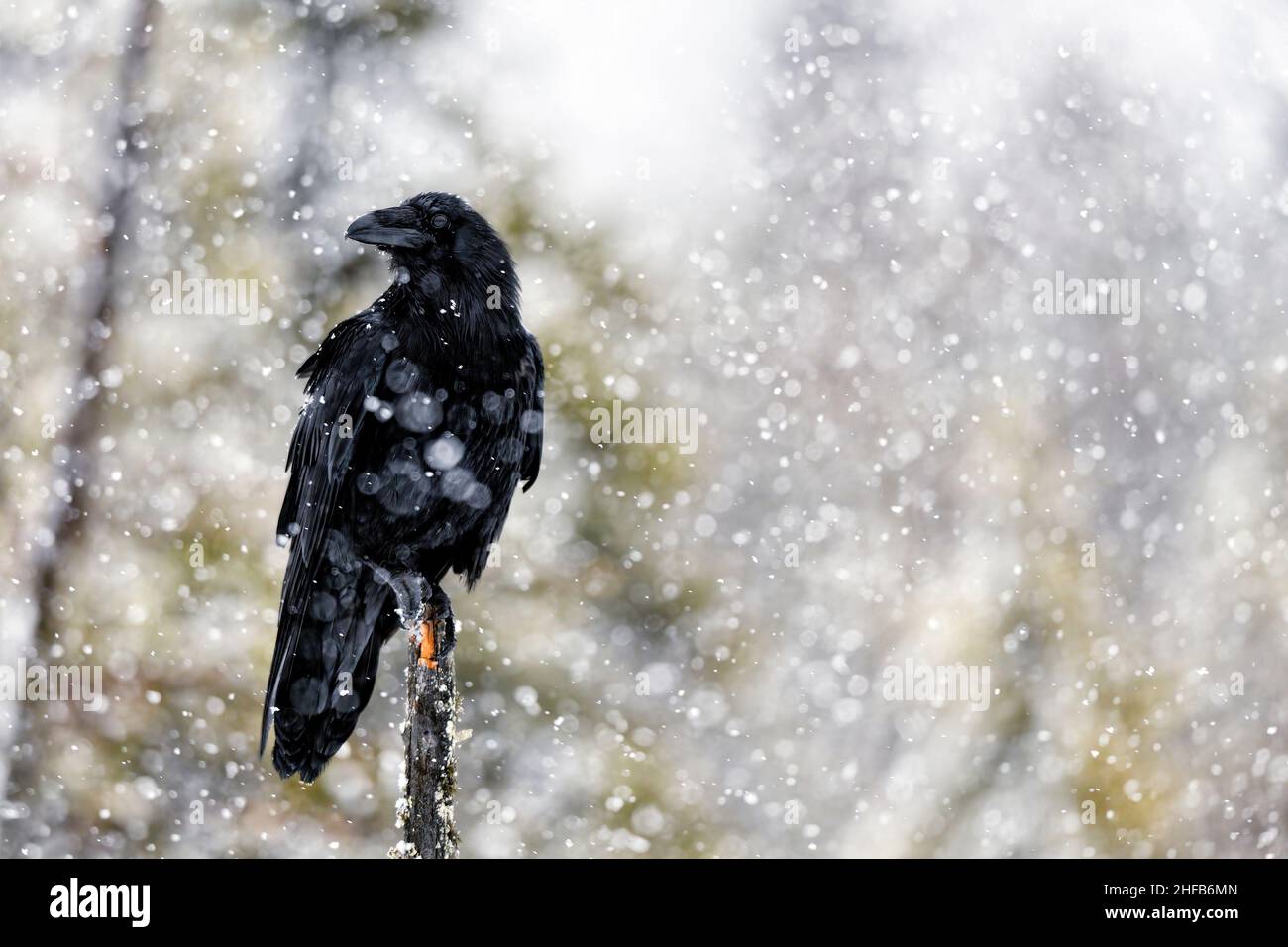 Gemeiner Rabe bei starkem Schneefall in Nordfinnland Stockfoto