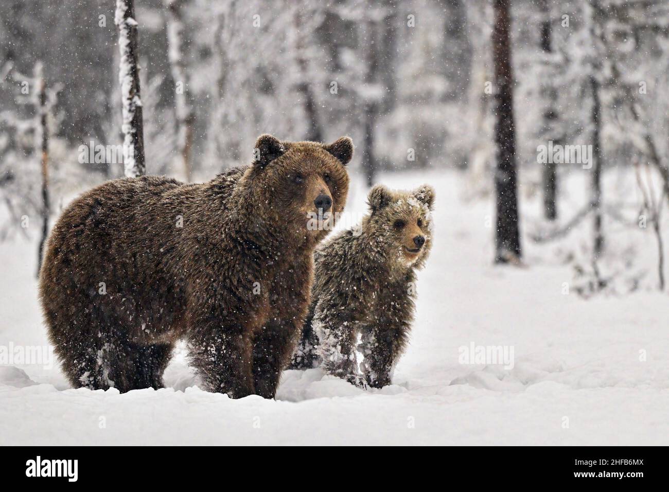 Braunbär Mama mit Jährlingen. Es ist Mitte Mai in Nordfinnland, wo Bären aus der Einwandererzeit erwacht sind. Es sollte jetzt Frühling sein, aber stattdessen Winter Stockfoto