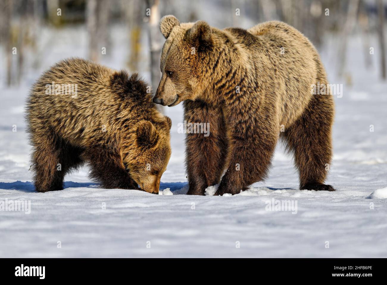 Die Bärenmutter lehrt das Junge, unter Schnee und Eis nach Nahrung zu suchen Stockfoto